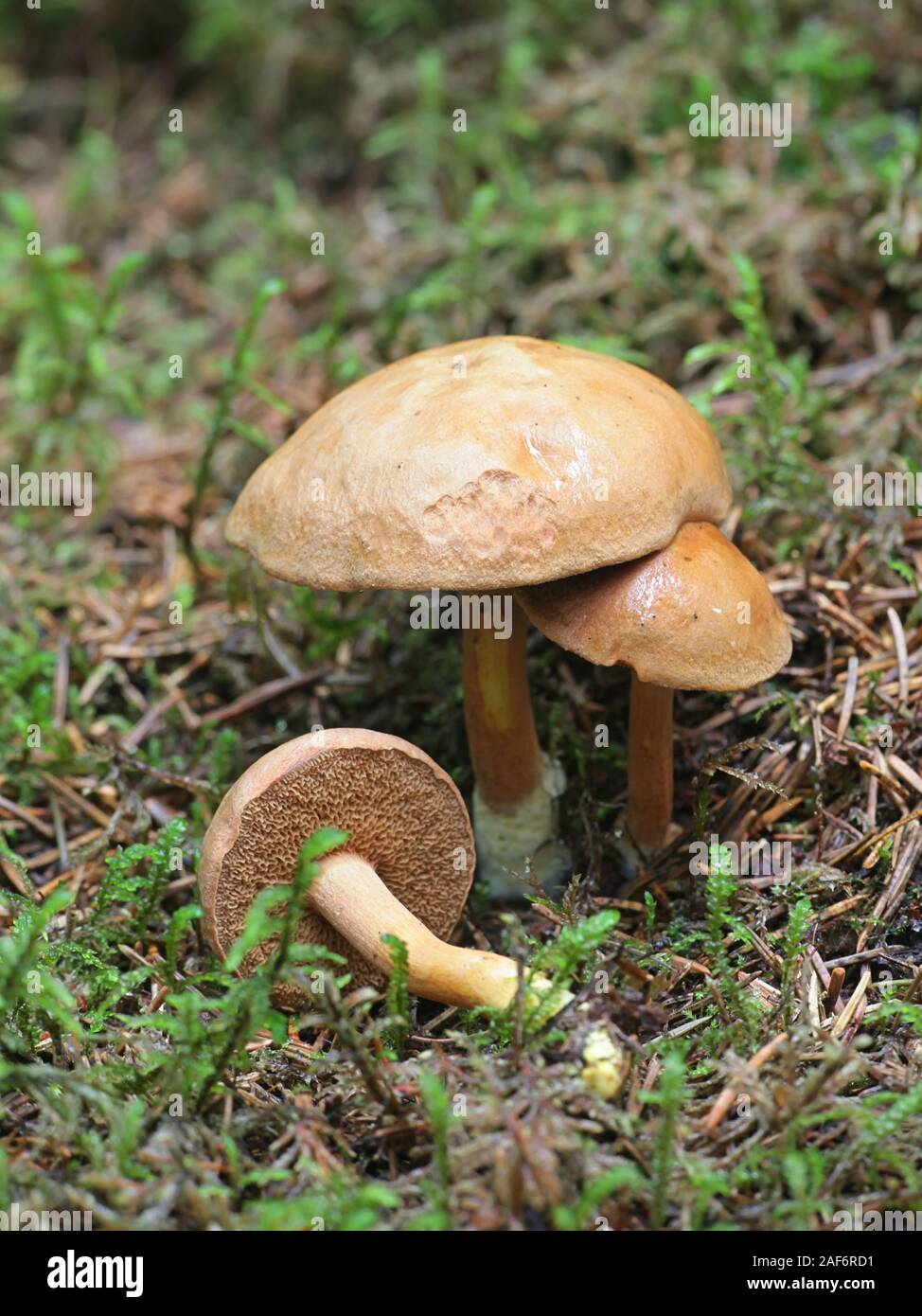 Chalciporus piperatus, known as the peppery bolete, spicy mushrooms growing wild in Finland Stock Photo