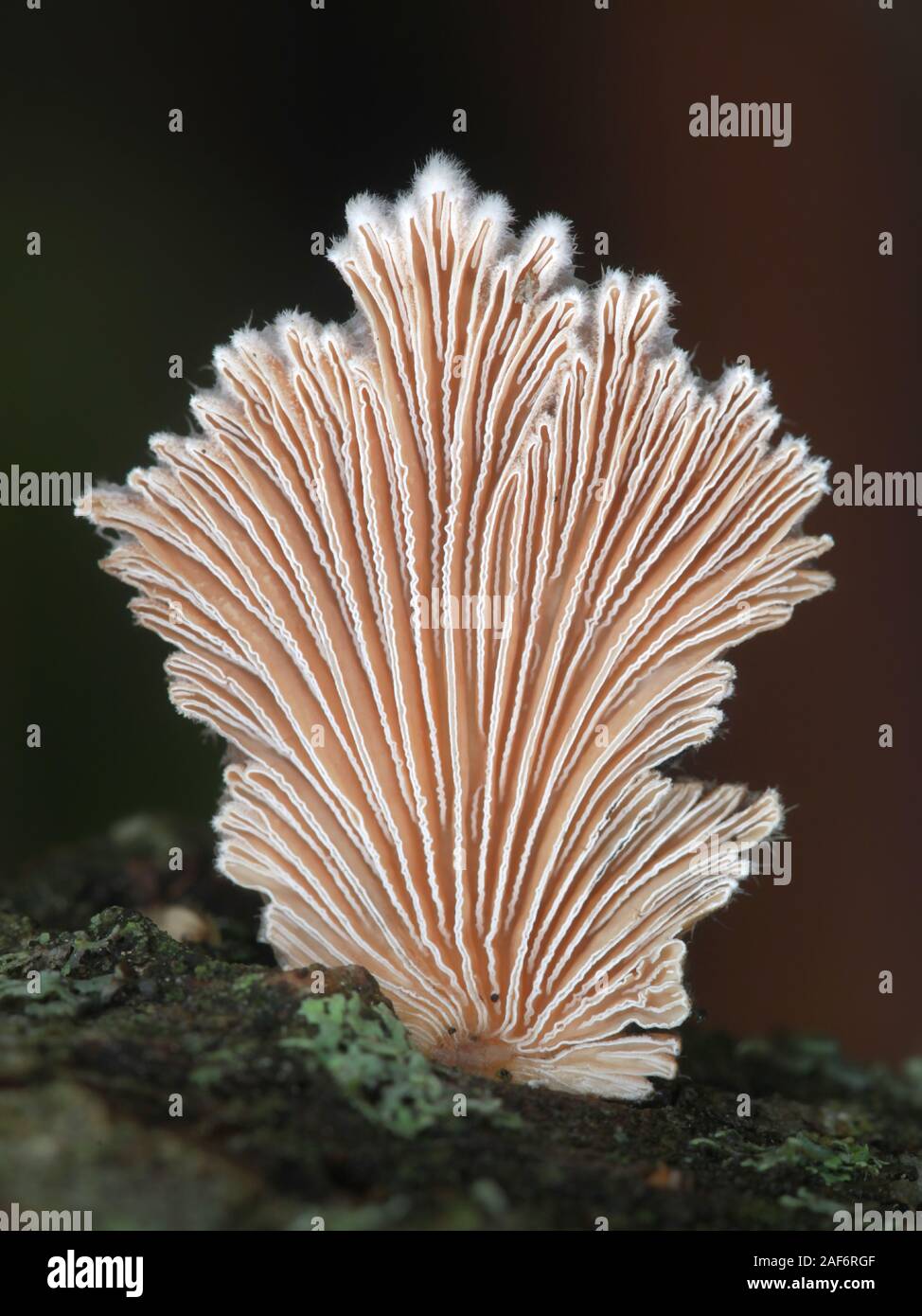 Schizophyllum commune, known as split gill or splitgill mushroom, wild