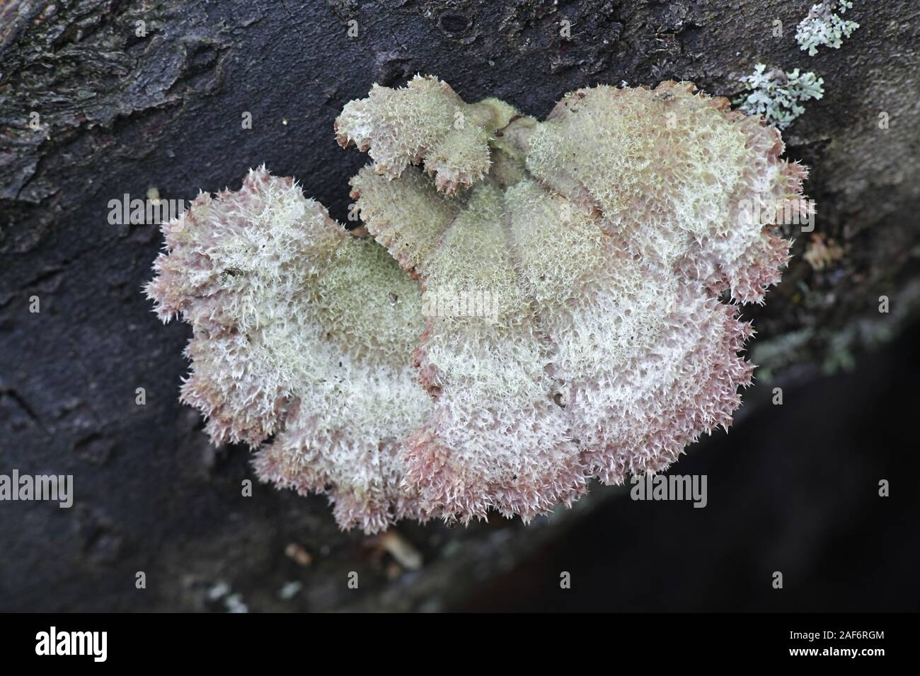 Schizophyllum commune, known as split gill or splitgill mushroom, wild