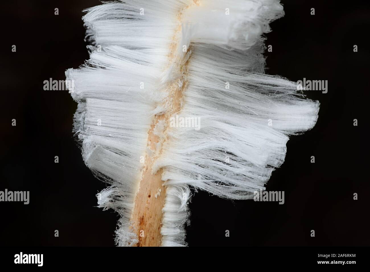 Hair ice, also known as ice wool or frost beard, result from the capillatory breathing of a fungus Exidiopsis effusa. Stock Photo