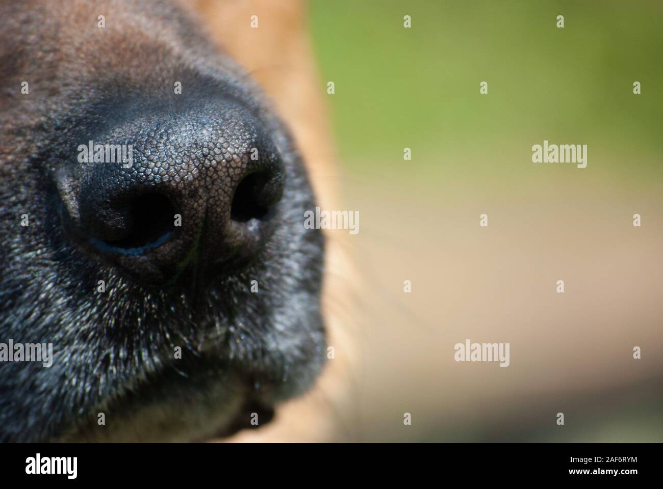 Close up shot of the dog nose Stock Photo