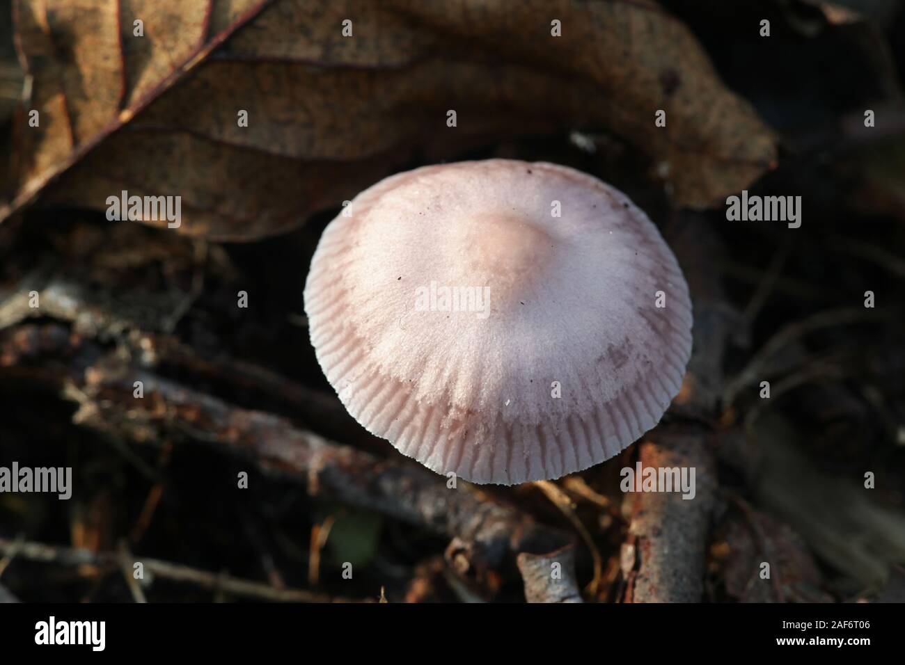 Inocybe lilacina, known as Lilac Fibercap, wild poisonous mushroom from Finland Stock Photo