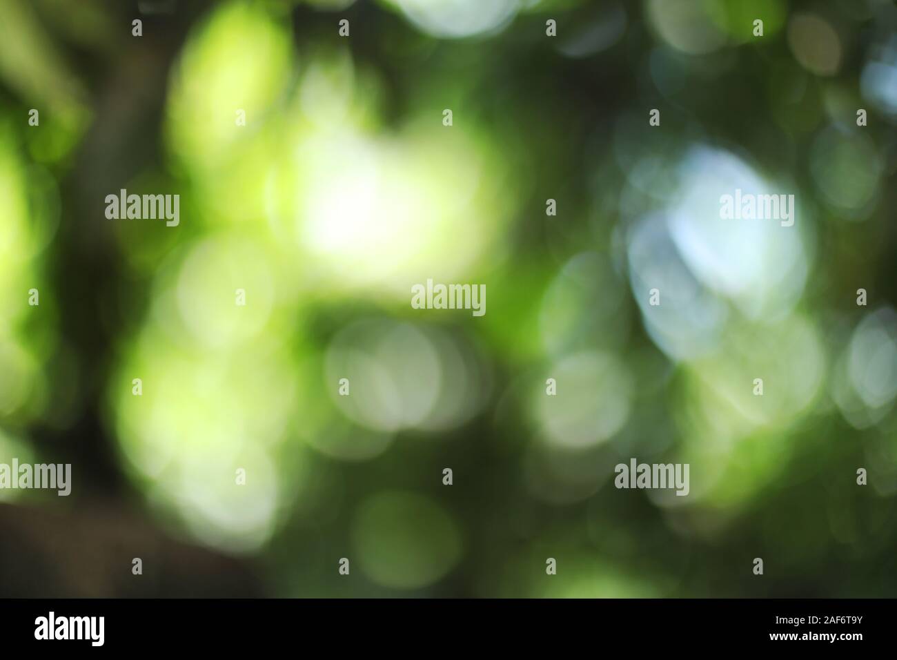 Sunny abstract green nature background Stock Photo - Alamy