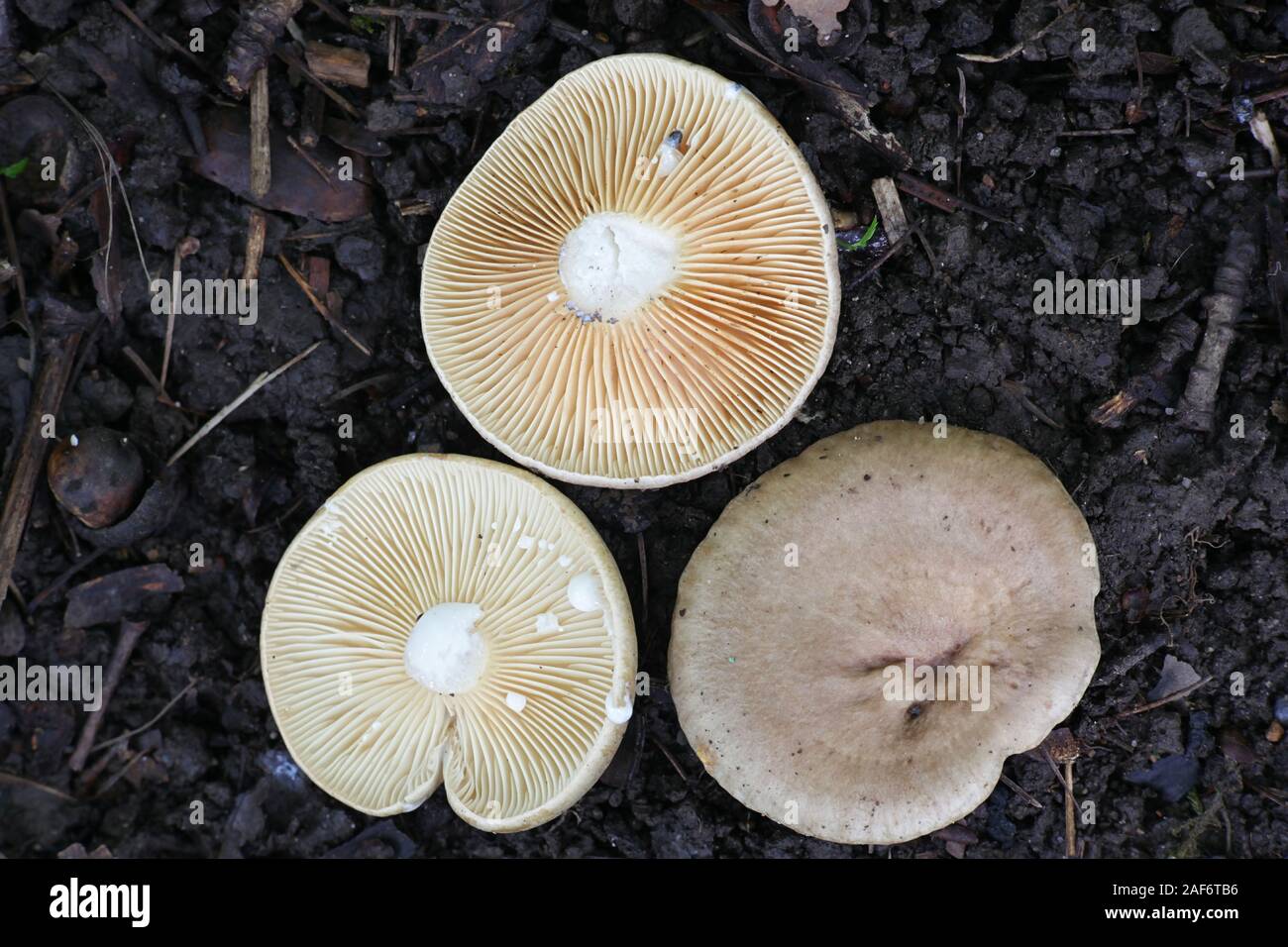 Lactarius pyrogalus, known as fire-milk lactarius or fiery milkcap, wild mushrooms from Finland Stock Photo