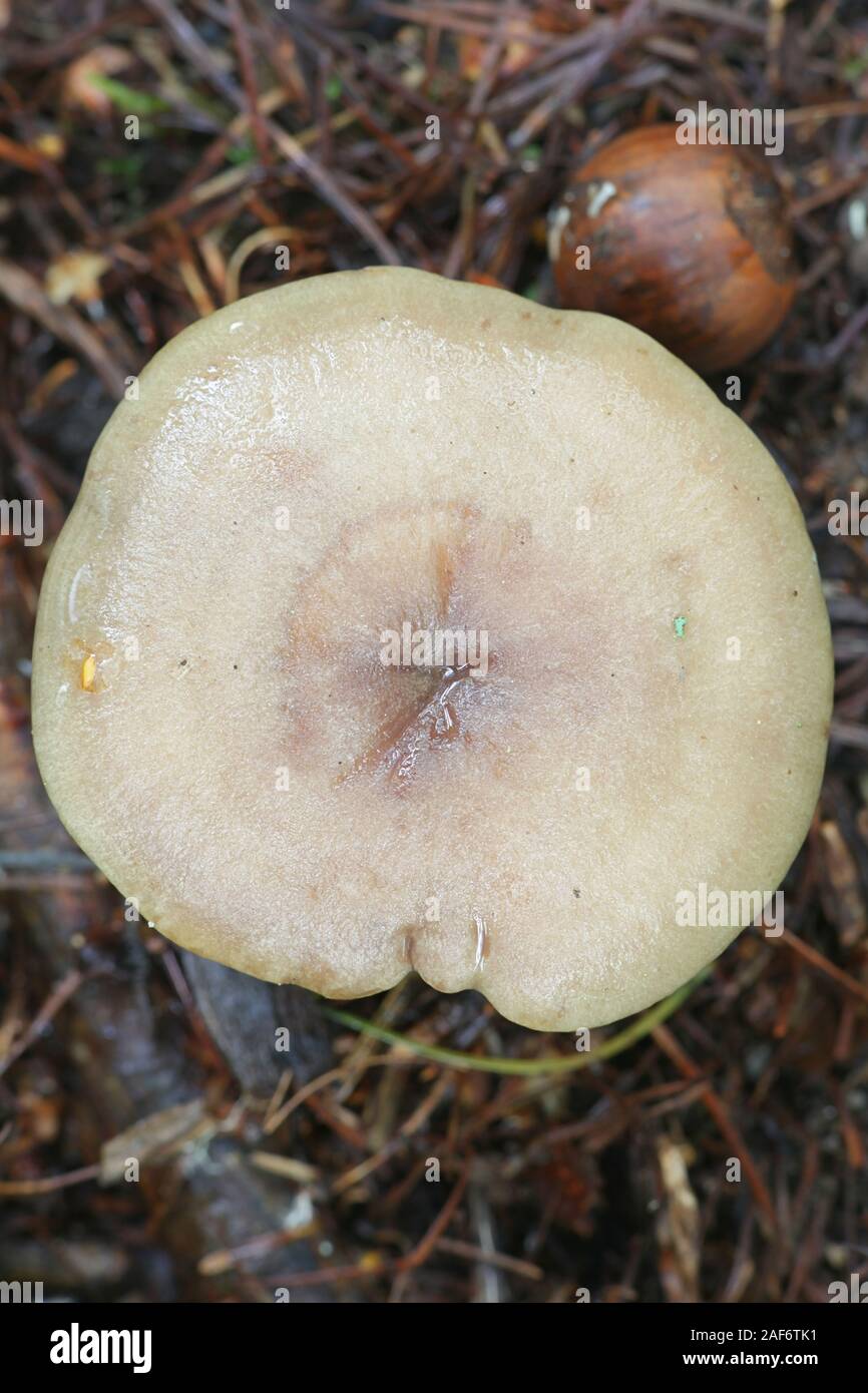 Lactarius pyrogalus, known as fire-milk lactarius or fiery milkcap, wild mushroom from Finland Stock Photo