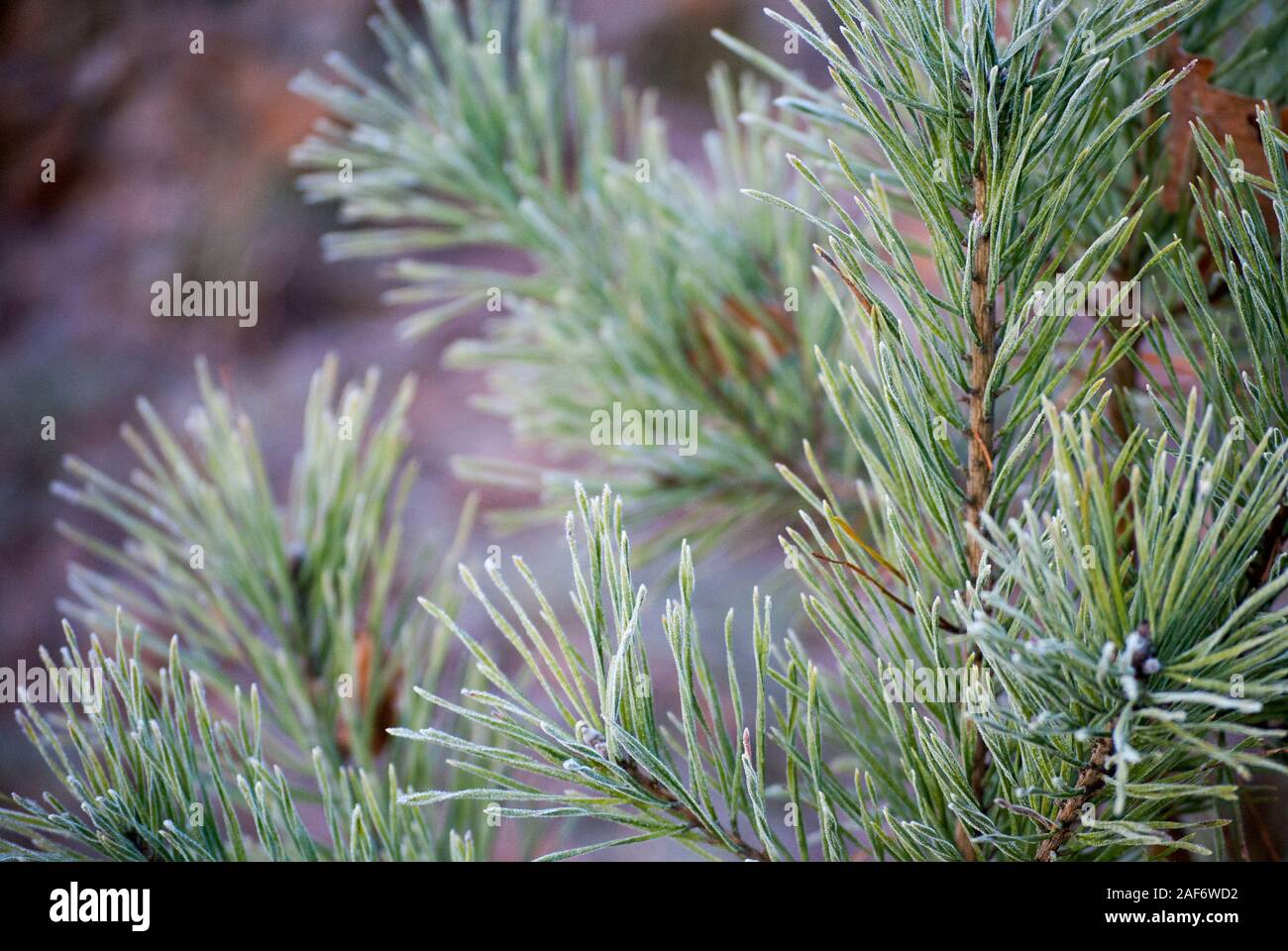 Fluffy branch of a young pine, closeup horizontal image Stock Photo