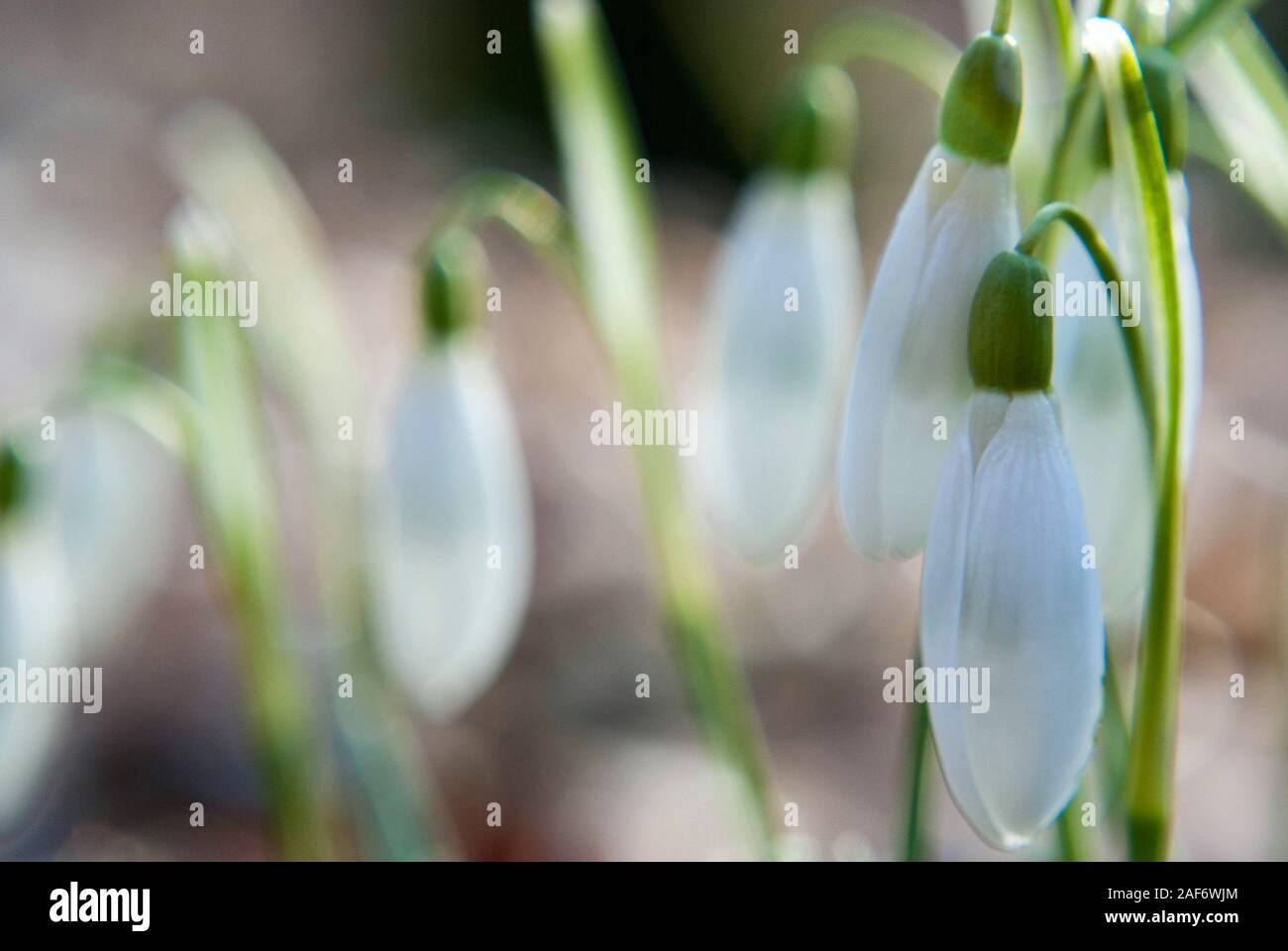Spring first flowers. Bunch of vernal snowdrops (galanthus nivalis) closeup Stock Photo