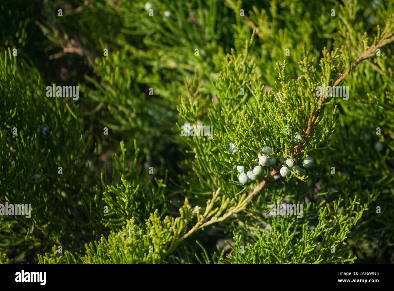 Spring Juniper, branches with berries, color photography Stock Photo