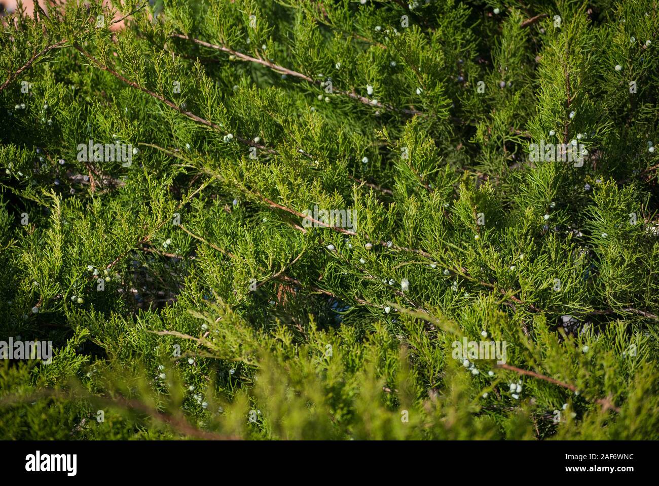 Spring Juniper, branches with berries, color photography Stock Photo