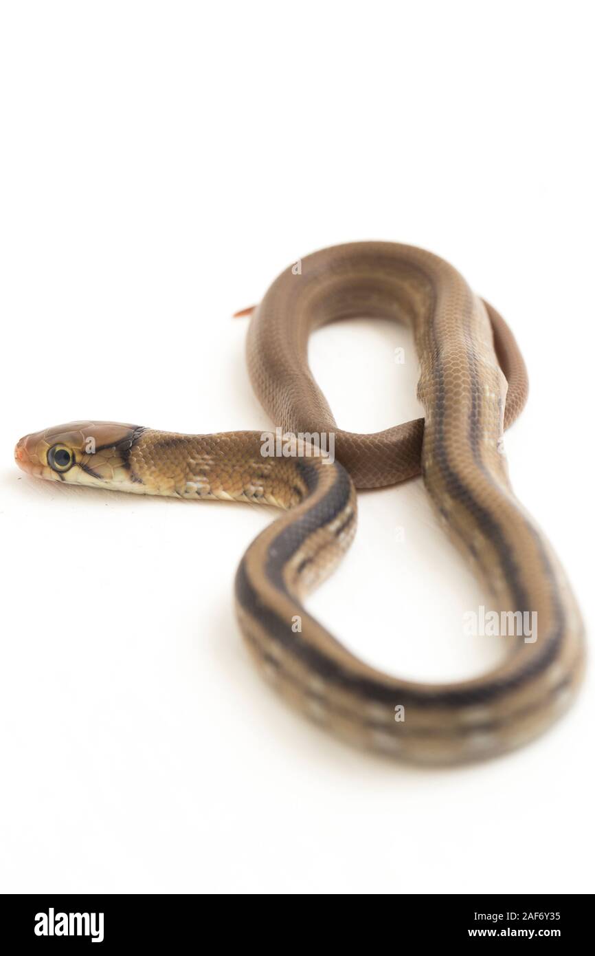 The radiated ratsnake, copperhead rat snake or copper-headed trinket snake (Coelognathus radiatus) isolated on white background Stock Photo