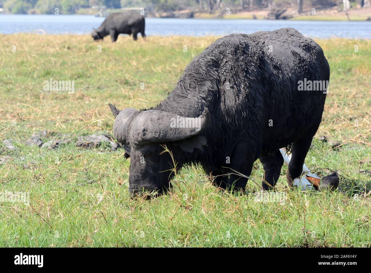 Cape buffalo eating grazing Okavango Delta Chobe National park Botswana