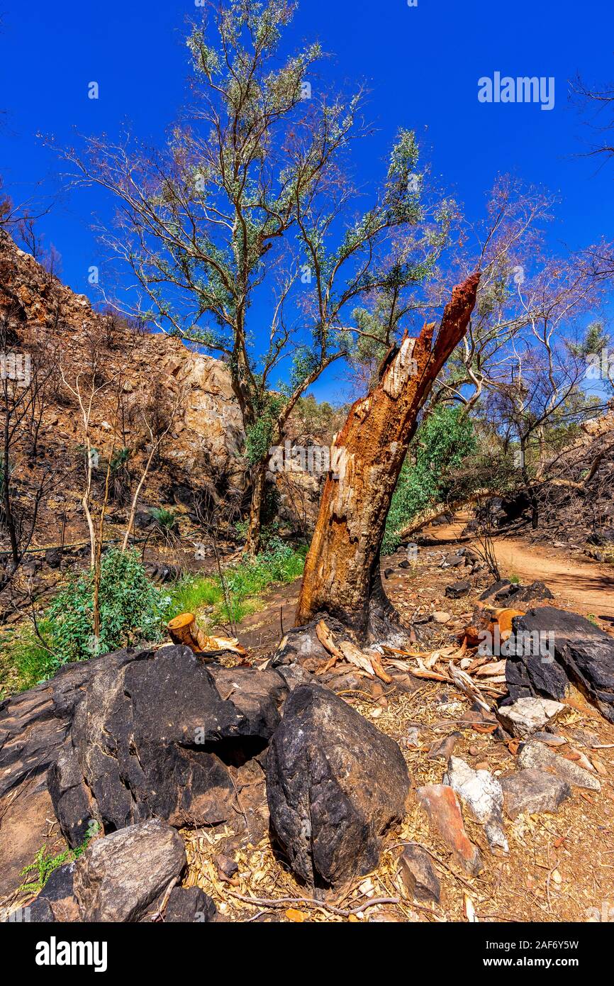 After effects of the Jan 2019 bushfires and subsequent regrowth in the West MacDonnell Ranges and the devastating effects around Standley Chasm. Stock Photo