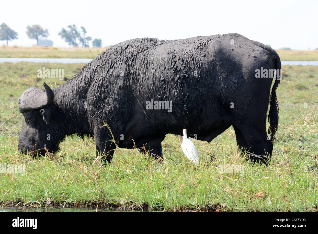 Cape buffalo eating grazing Okavango Delta Chobe National park Botswana
