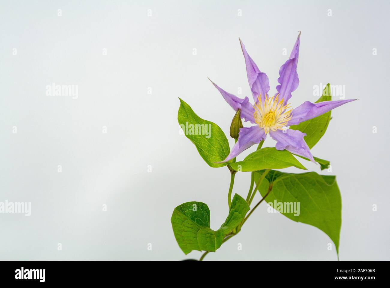 PURPLE CLEMATIS FLOWER WITH WHITE BACKGROUND Stock Photo