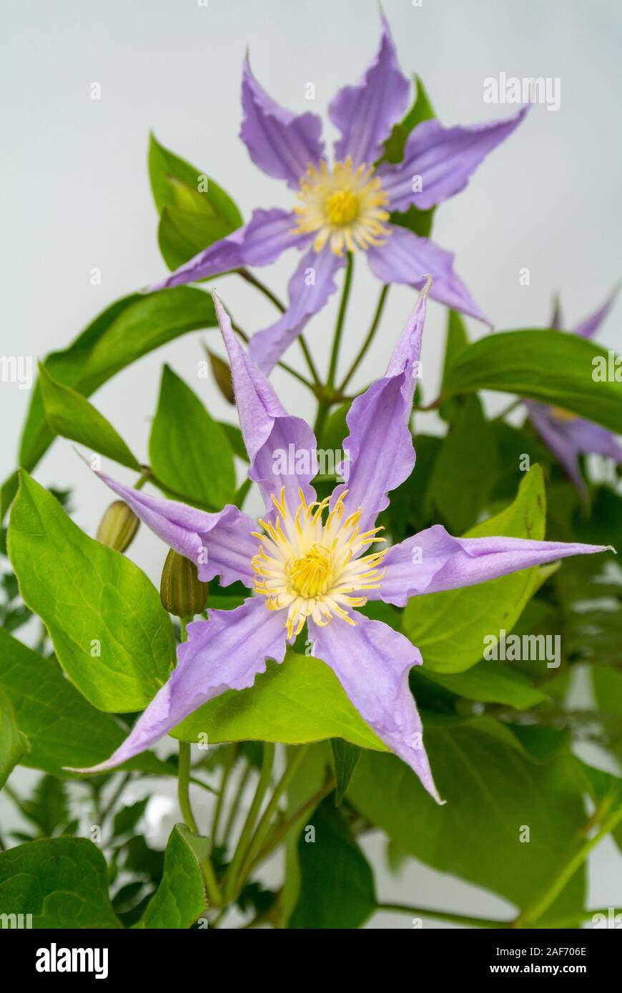 PURPLE CLEMATIS FLOWER WITH WHITE BACKGROUND Stock Photo