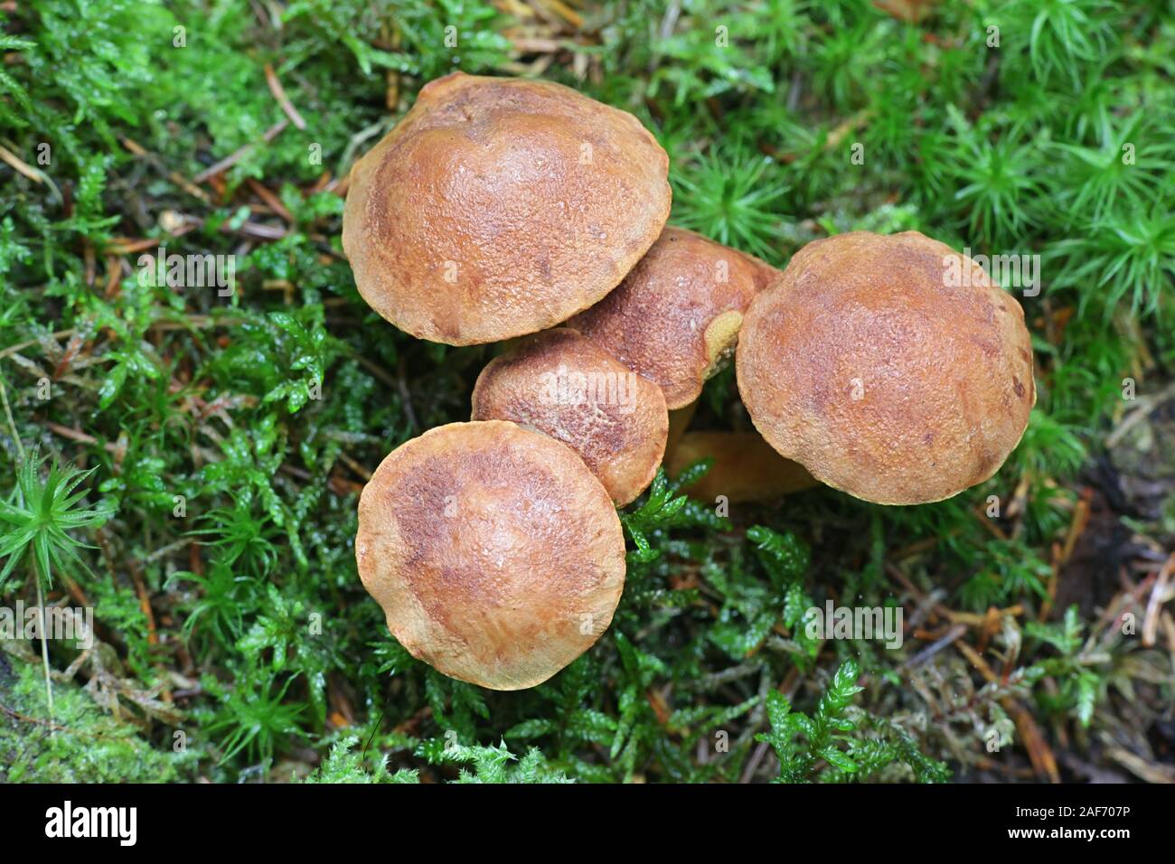 Chalciporus piperatus, commonly known as the peppery bolete, wild mushrooms from Finland Stock Photo