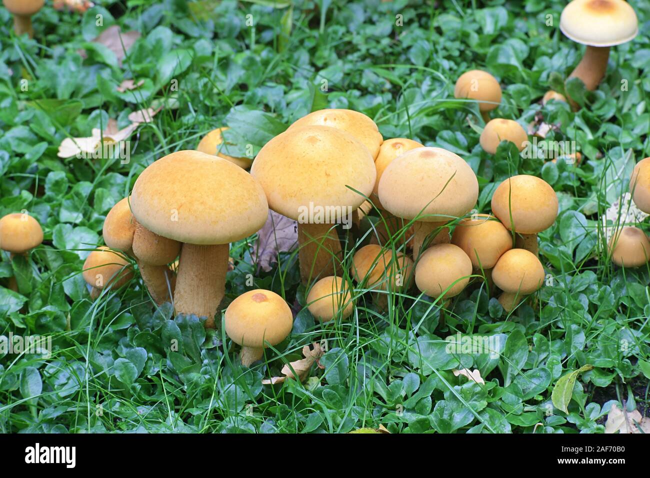 Phaeolepiota aurea, known as golden bootleg or golden cap, wild poisonous mushroom from Finland Stock Photo
