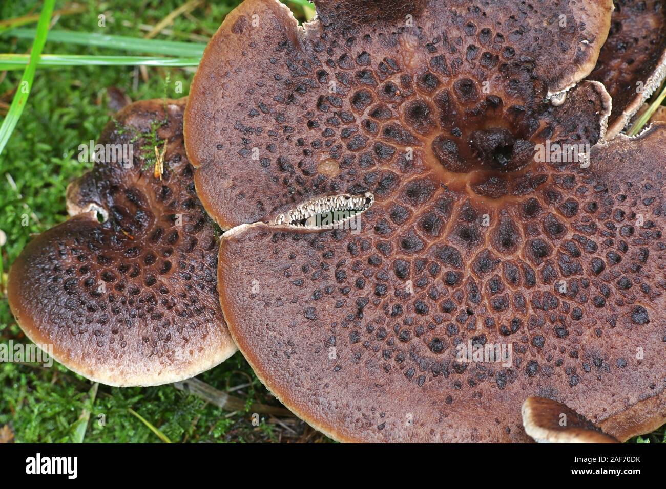 Sarcodon imbricatus, known as the shingled hedgehog, scaly hedgehog or  Scaly Tooth, a  toothed mushroom from Finland Stock Photo