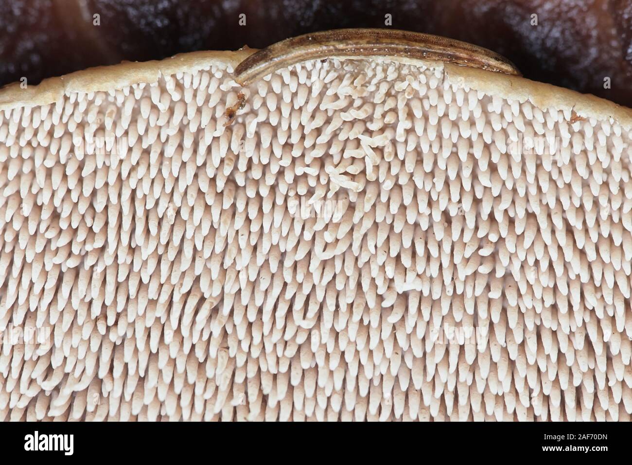 Sarcodon imbricatus, known as the shingled hedgehog, scaly hedgehog or  Scaly Tooth, underside of a tooth fungus from Finland Stock Photo