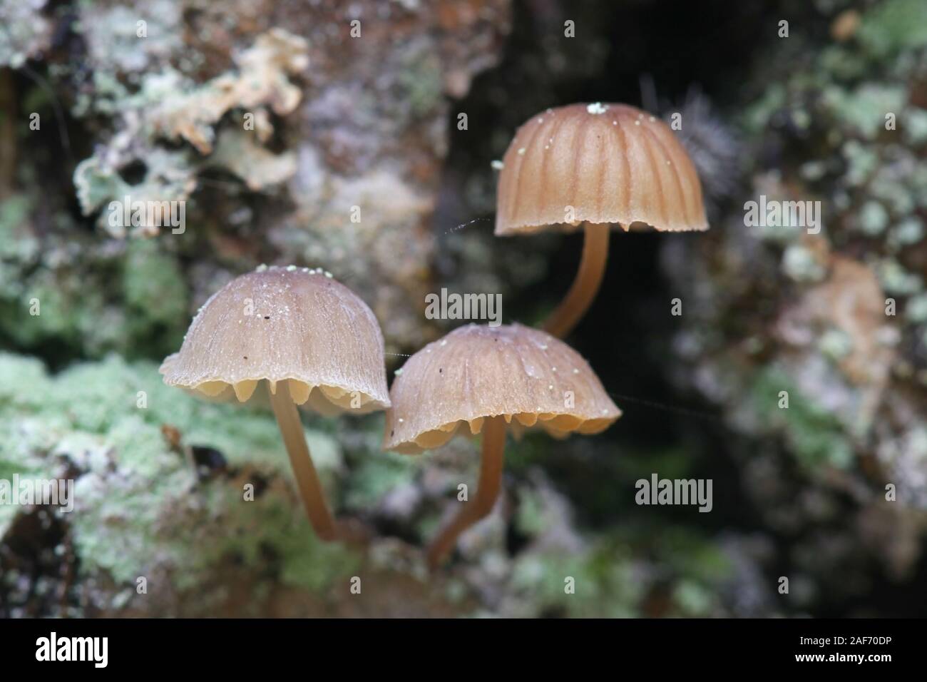 Mycena meliigena, a bonnet mushroom growing on oak trunk Stock Photo