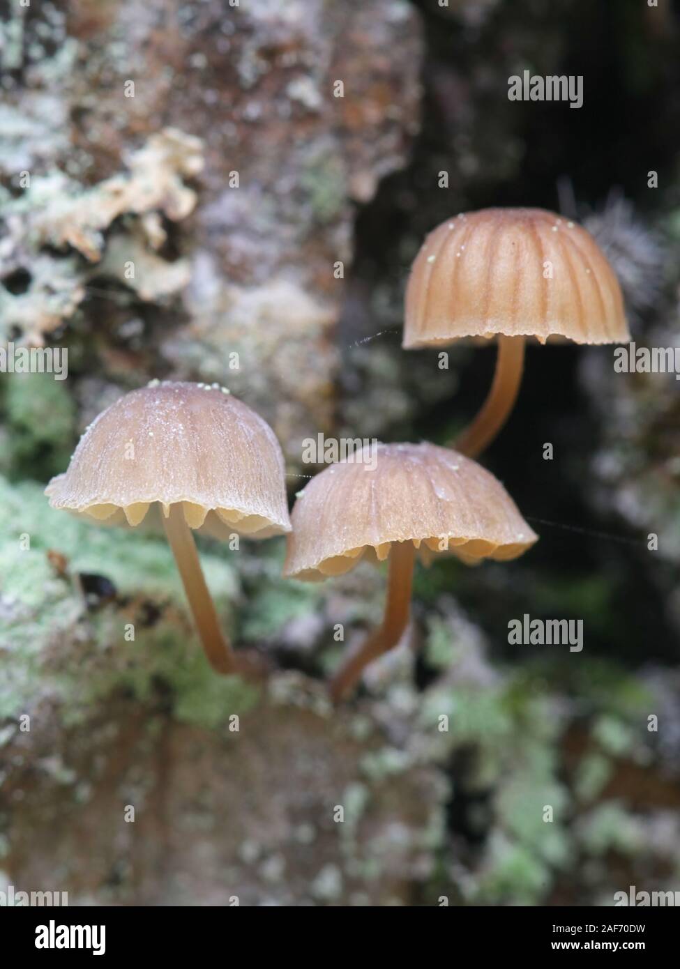 Mycena meliigena, a bonnet mushroom growing on oak trunk Stock Photo
