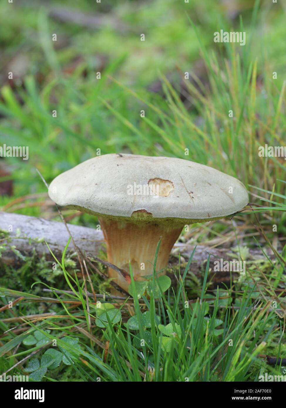 Xerocomus subtomentosus, known as suede bolete, brown and yellow bolet, boring brown bolete or yellow-cracked bolete, wild edible mushrooms from Finla Stock Photo