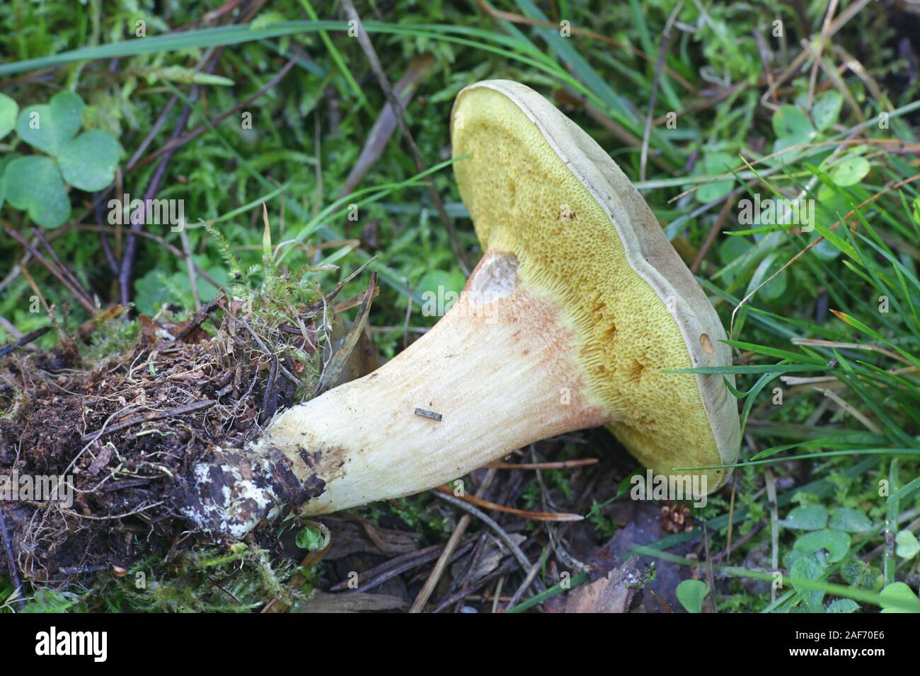 Xerocomus subtomentosus, known as suede bolete, brown and yellow bolet, boring brown bolete or yellow-cracked bolete, wild edible mushroom from Finlan Stock Photo