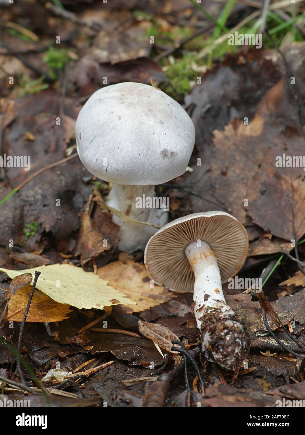Cortinarius alboviolaceus, known as Pearly Webcap or  Silvery-violet Cort, wild mushrooms from Finland Stock Photo