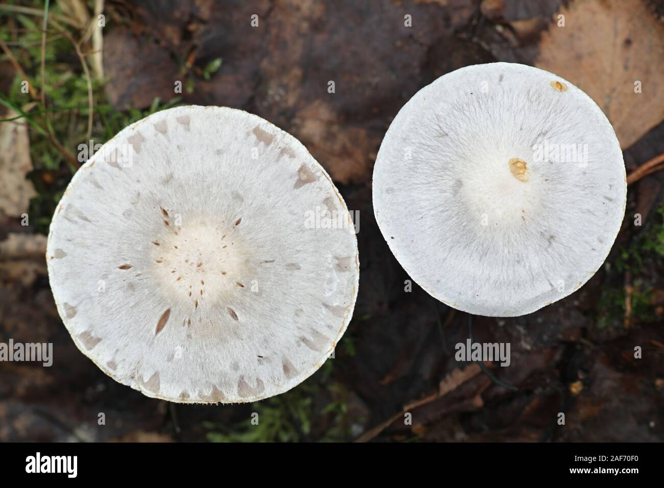 Cortinarius alboviolaceus, known as Pearly Webcap or  Silvery-violet Cort, wild fungus from Finland Stock Photo