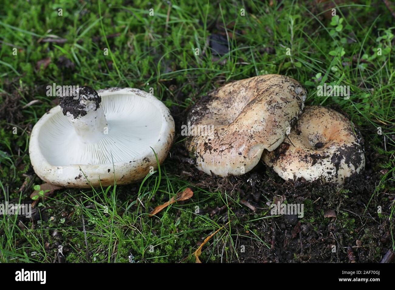 Russula chloroides, known as Blue Band Brittlegill, wild mushroom from Finland Stock Photo