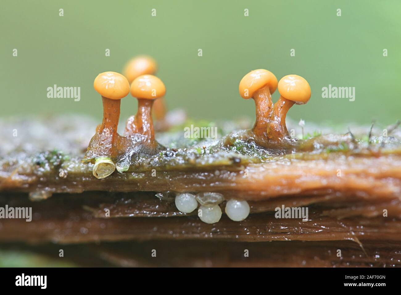 Lepidoderma tigrinum, known as spotted tiger slime mould, specimen from Finland Stock Photo
