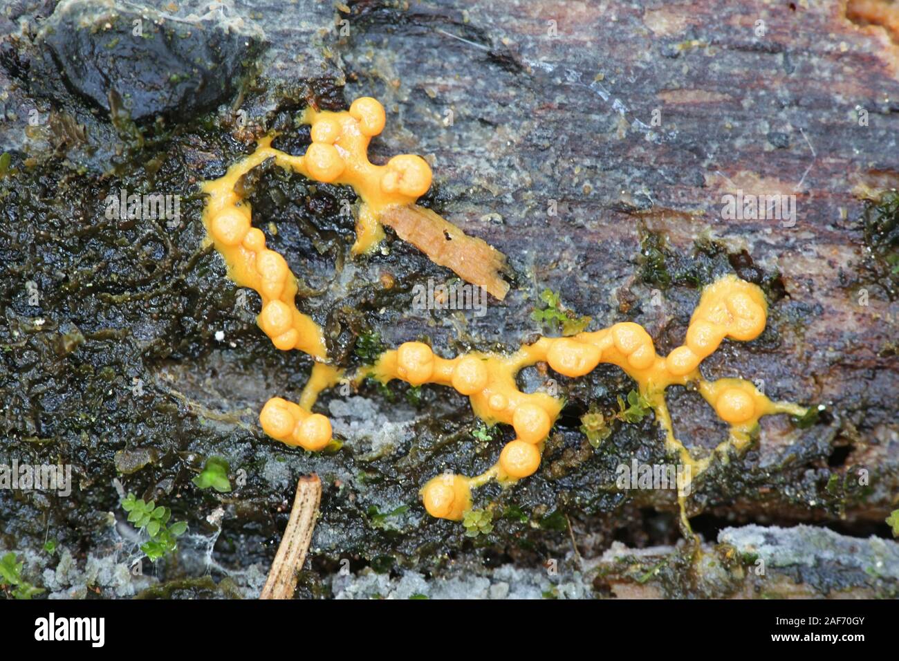 Lepidoderma tigrinum, known as spotted tiger slime mold, beginning to develop sporangia Stock Photo