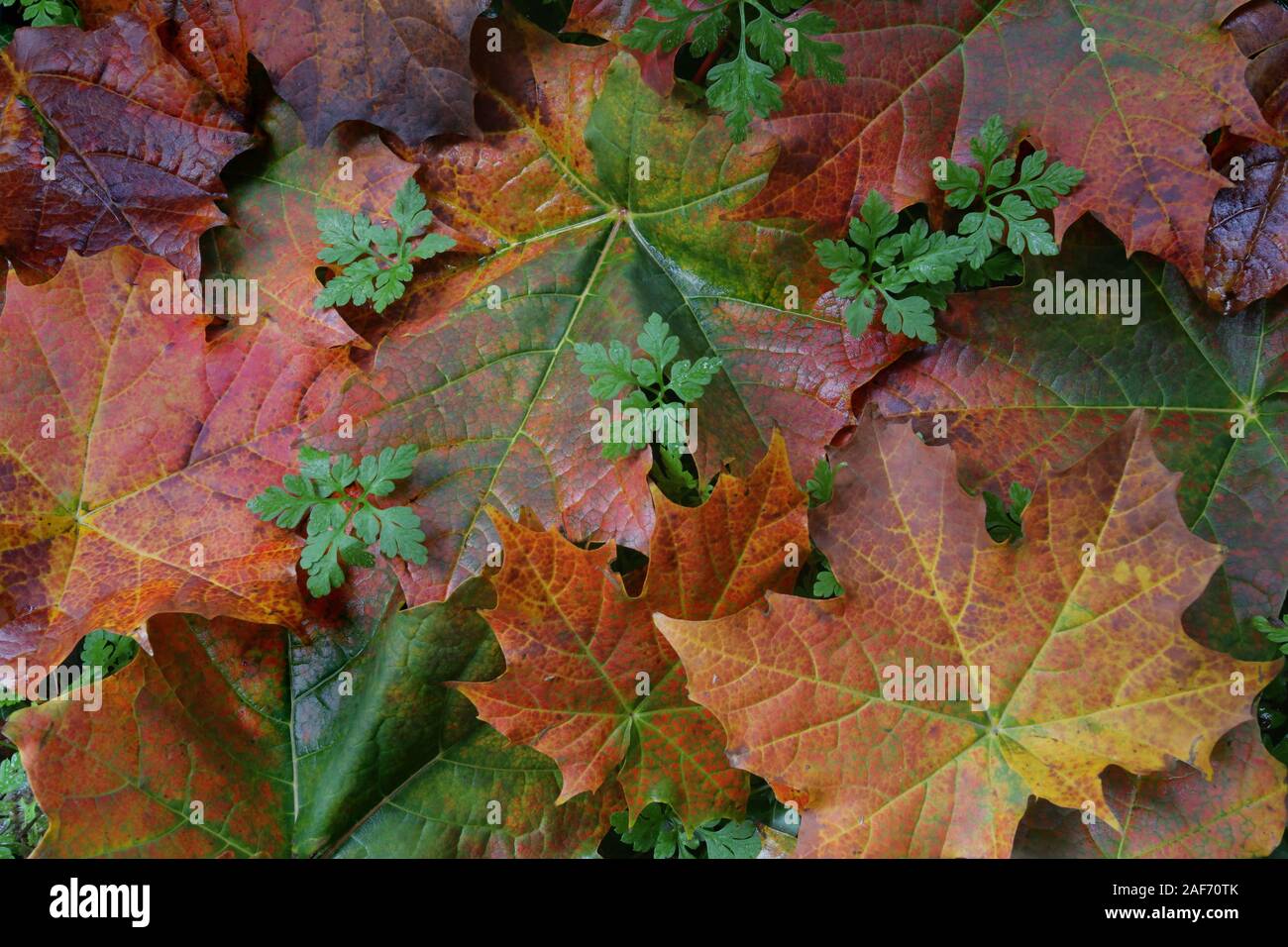 A close-up view of colorful fallen leaves. Stock Photo