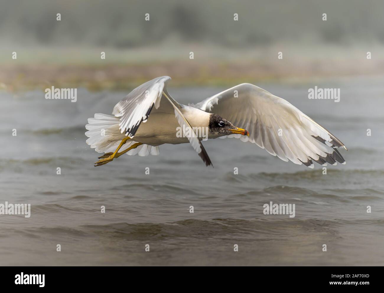 A close up shot of a Pallas gull taking off in the lake of Bhigwan  Stock Photo