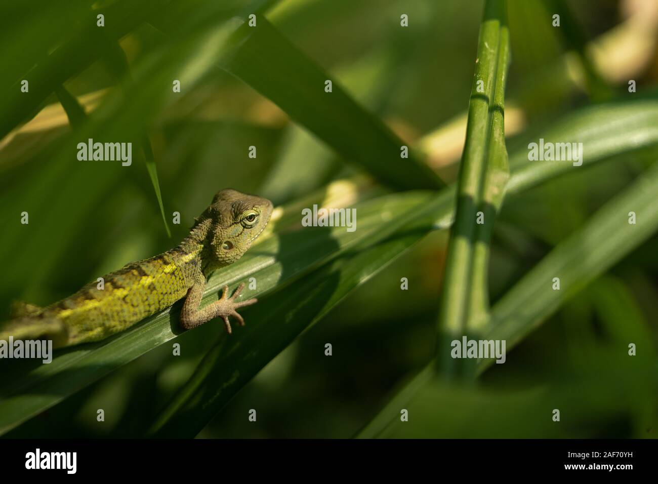 a chameleon in a dense green foliage ready to strike  Stock Photo