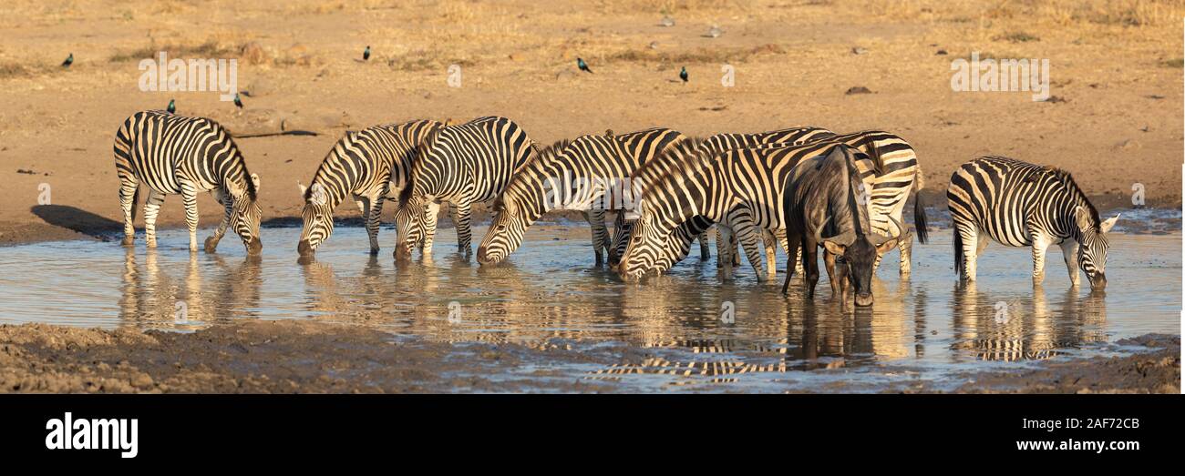 Herd of Zebra in Kruger Park, South Africa Stock Photo