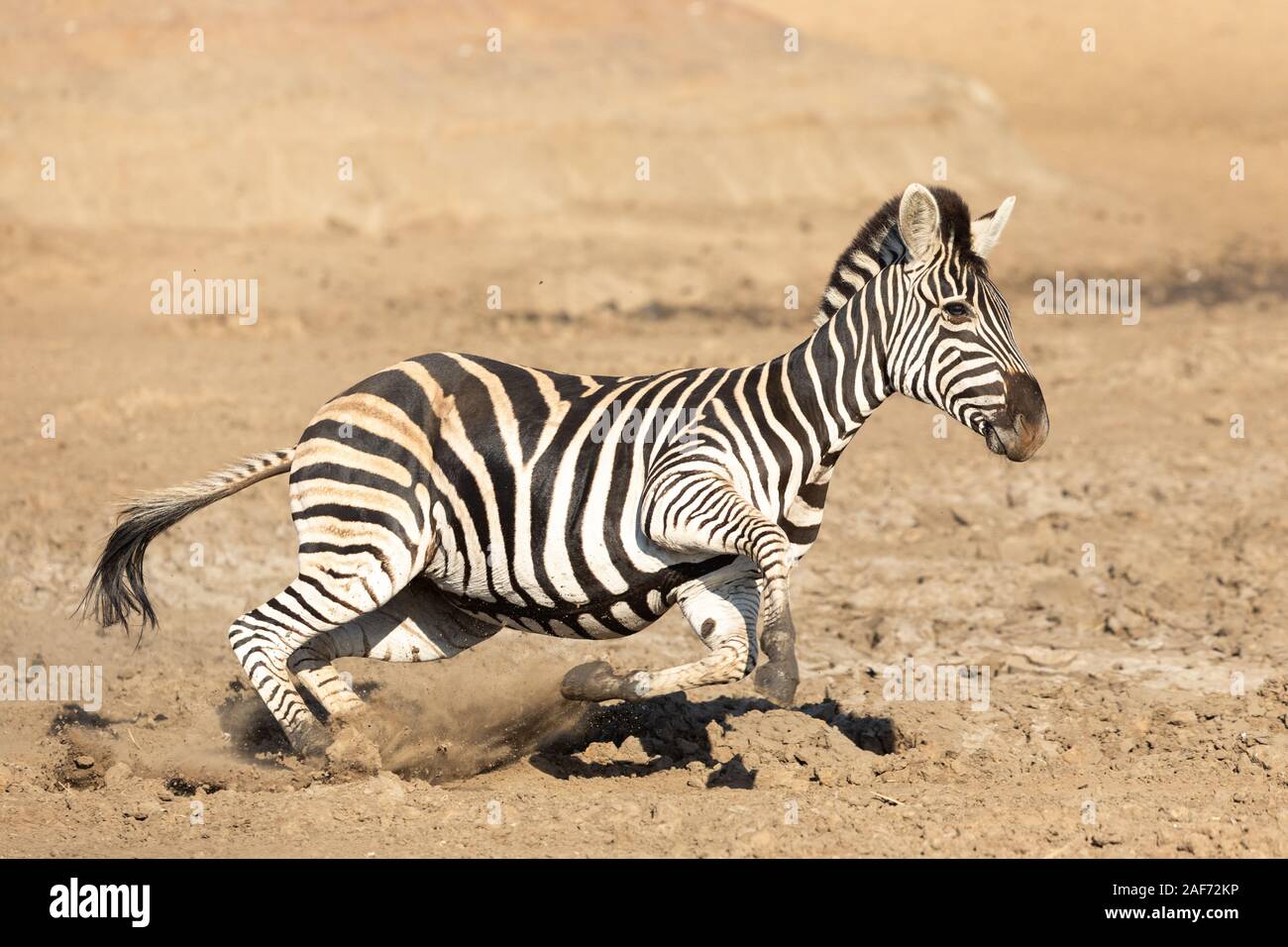 Zebra running speed hi-res stock photography and images - Alamy