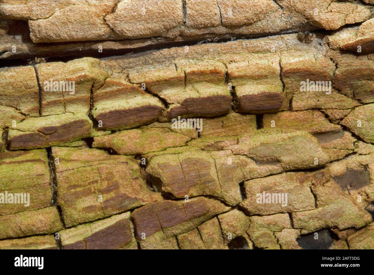 Old rotten wood of a Birch, close-up, natural background Stock Photo