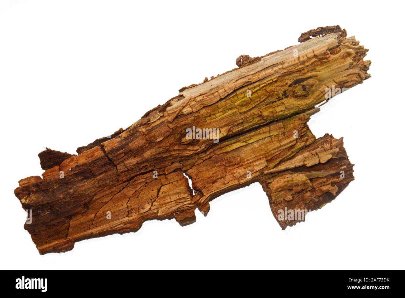 Old rotten wood of a Birch isolated on white Stock Photo