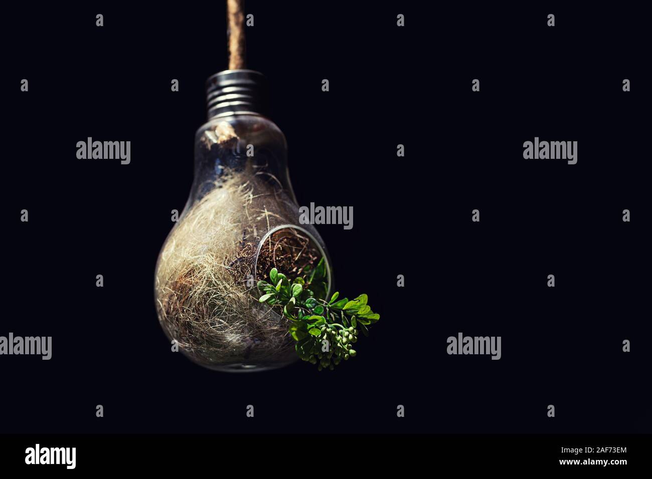 Concept of environmental conservation and green energy power with plant growing inside light bulb Stock Photo