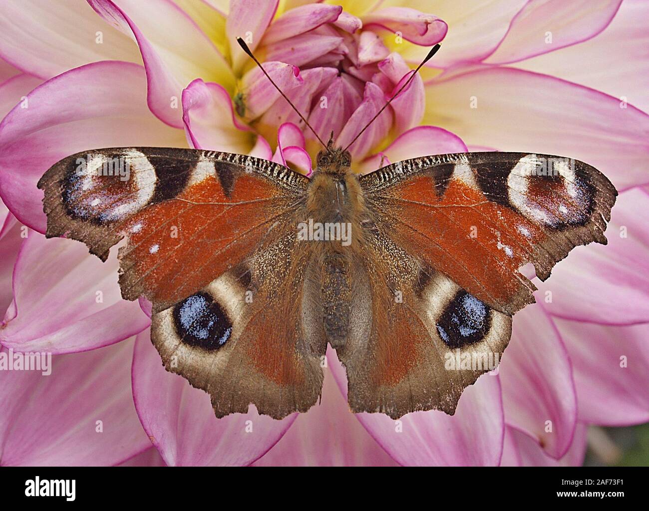 Macro of a peacock butterfly on a pink flower Stock Photo - Alamy