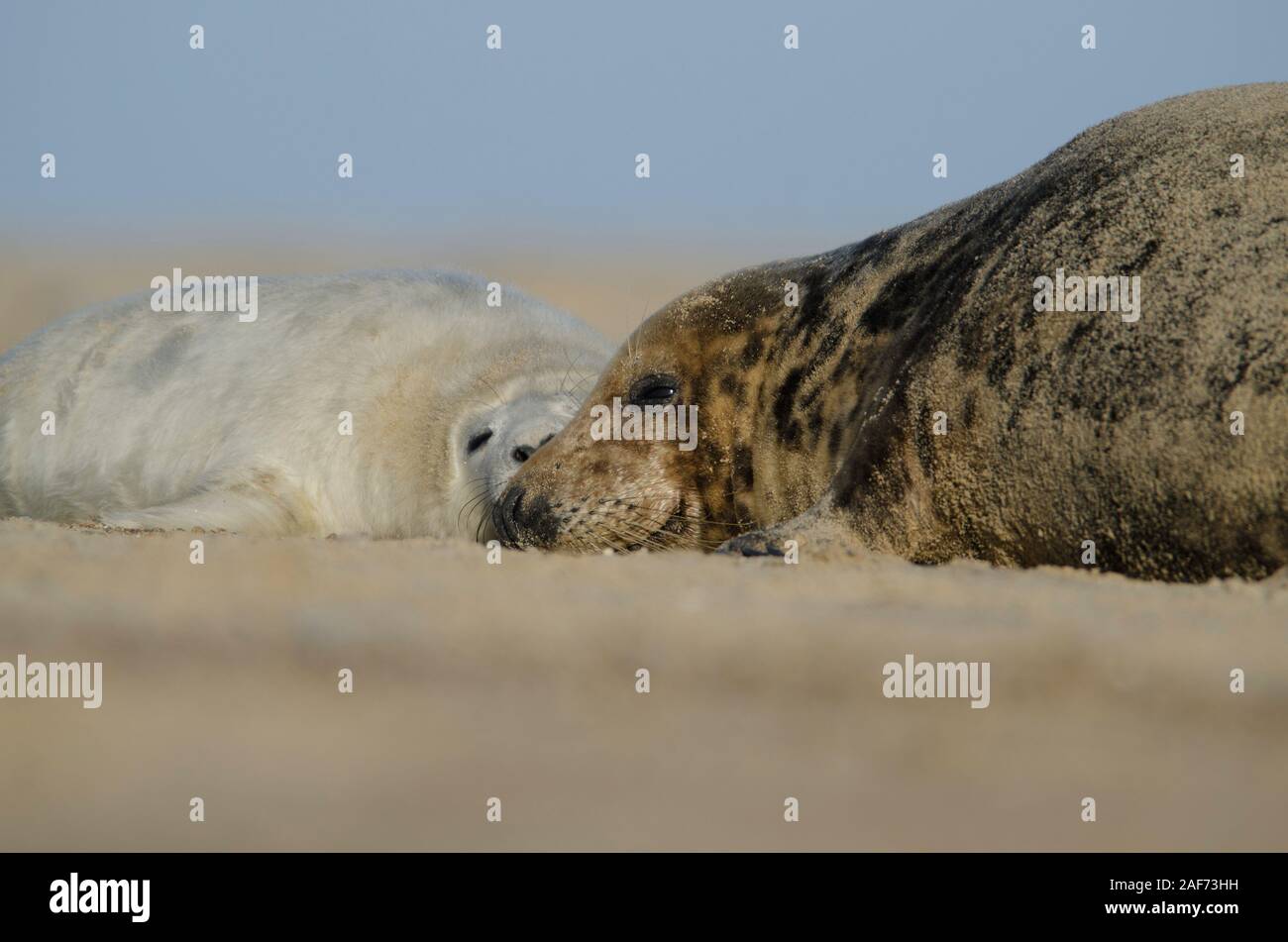 Grey Seals at Winterton on sea beach Stock Photo Alamy