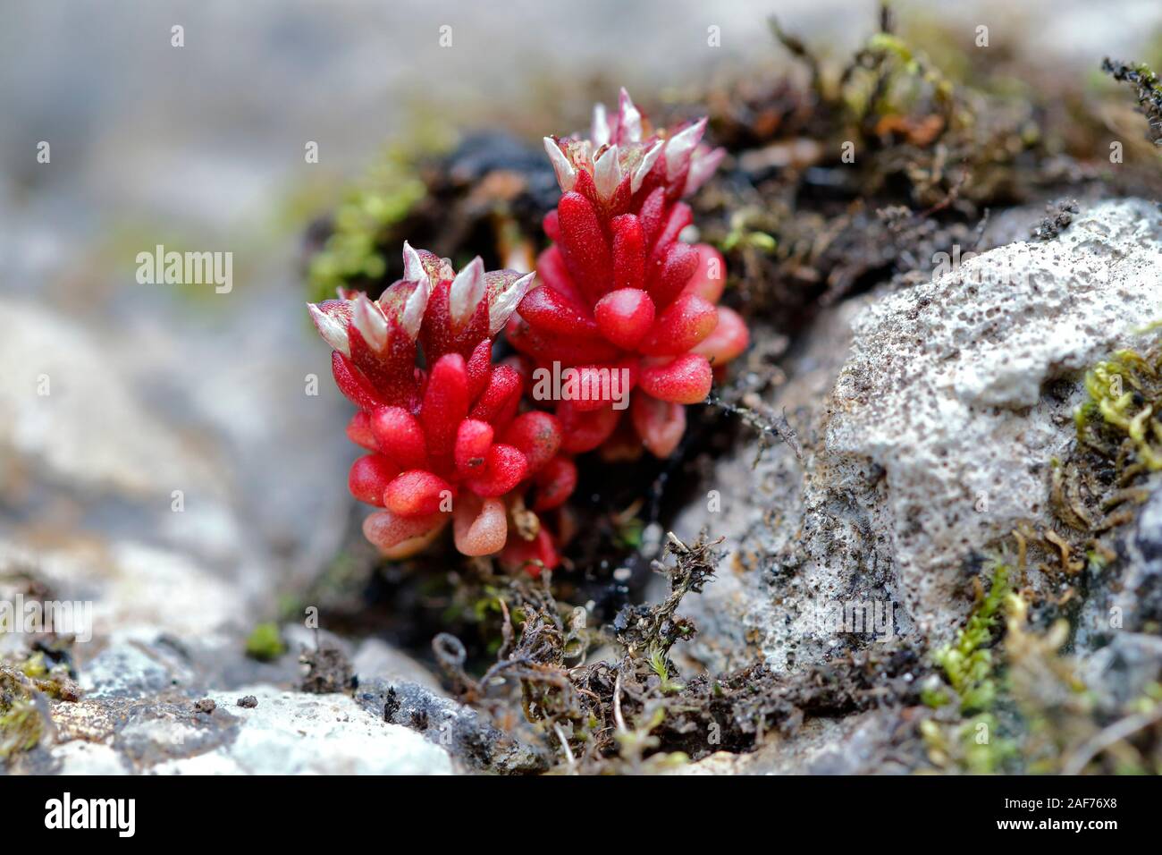 Flowering of the sedum brevifolium, Fuente De. Picos de Europa. Spain Stock Photo
