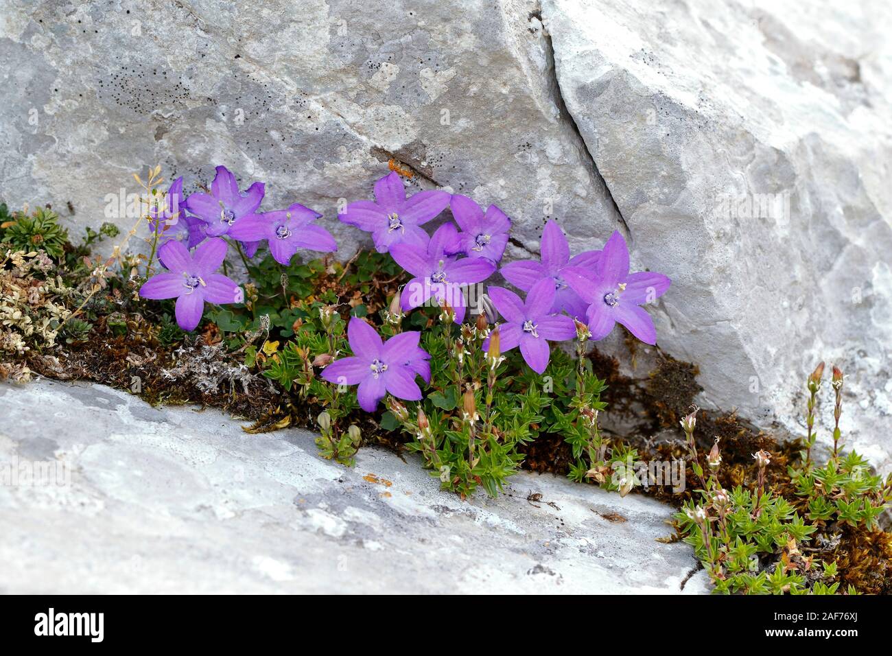 Arvatica Campanula growing among the rocks in the Picos de Europa National Park Stock Photo