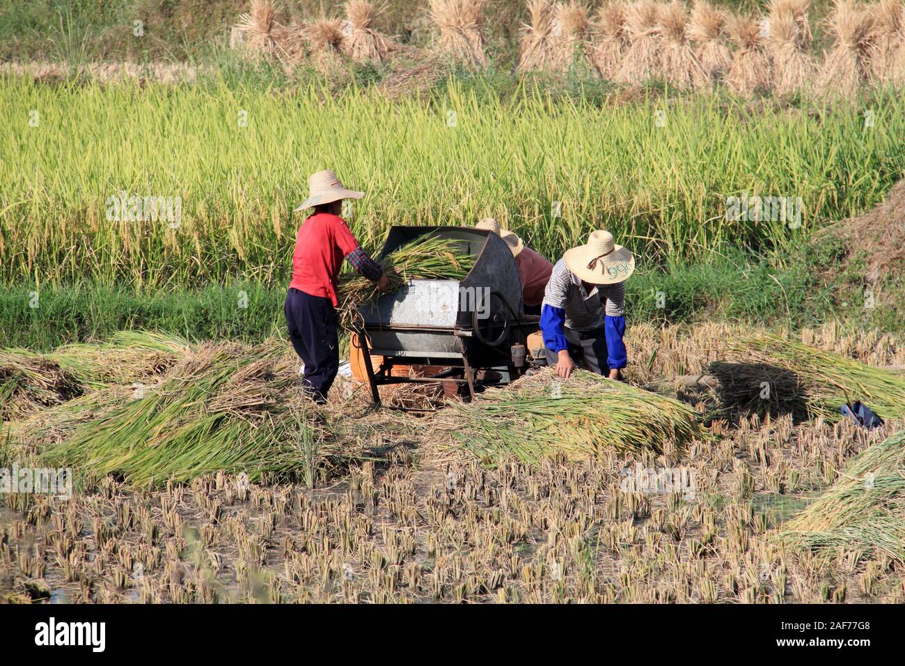 Rice fields china farmer hi-res stock photography and images - Alamy