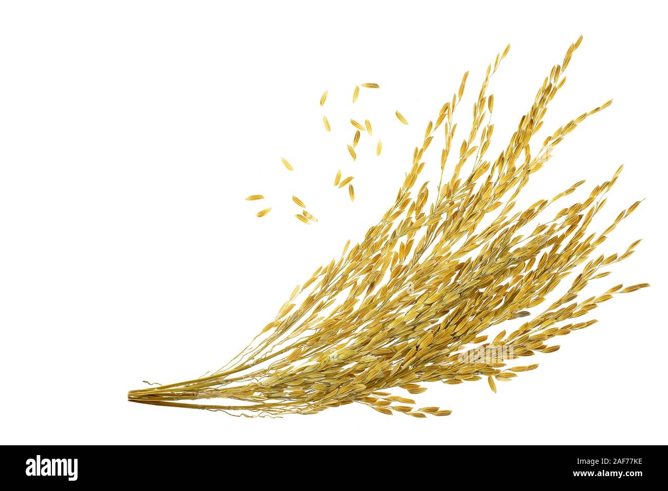 Ear of sticky paddy rice at isolated white background Stock Photo - Alamy