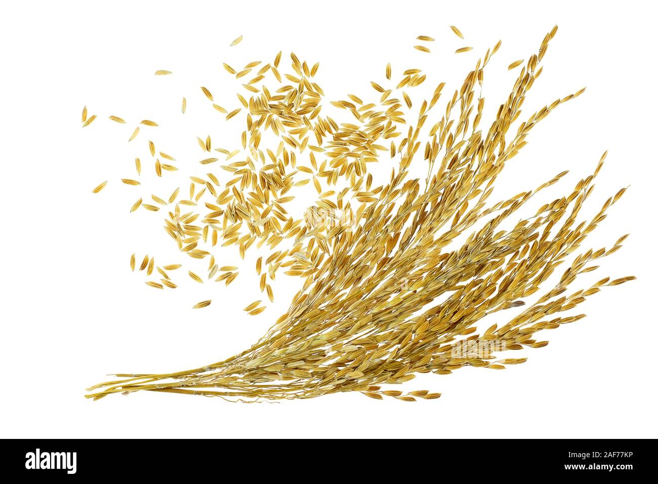 Ear of sticky paddy rice at white background Stock Photo - Alamy