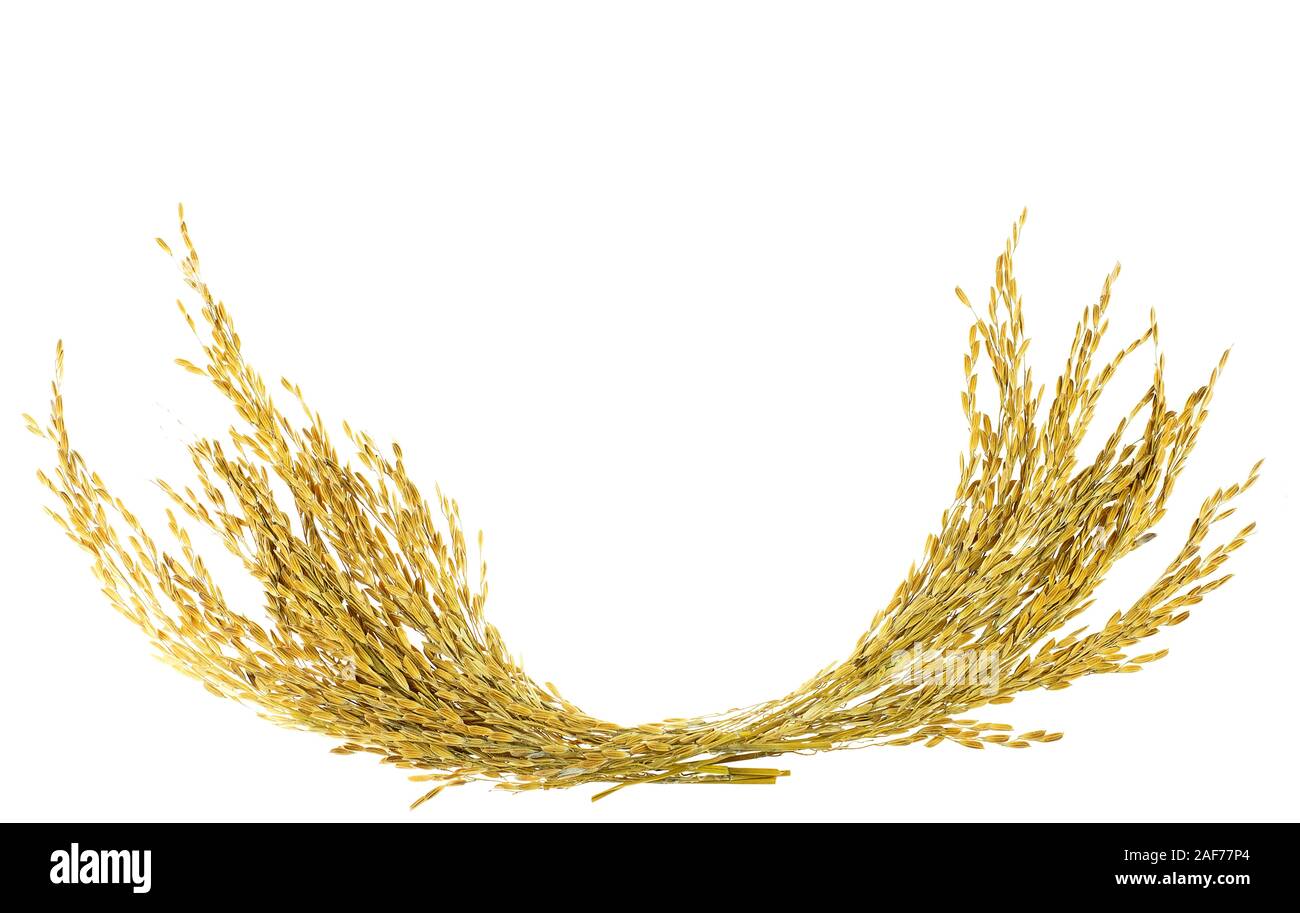 Ear of sticky paddy rice at white background Stock Photo - Alamy