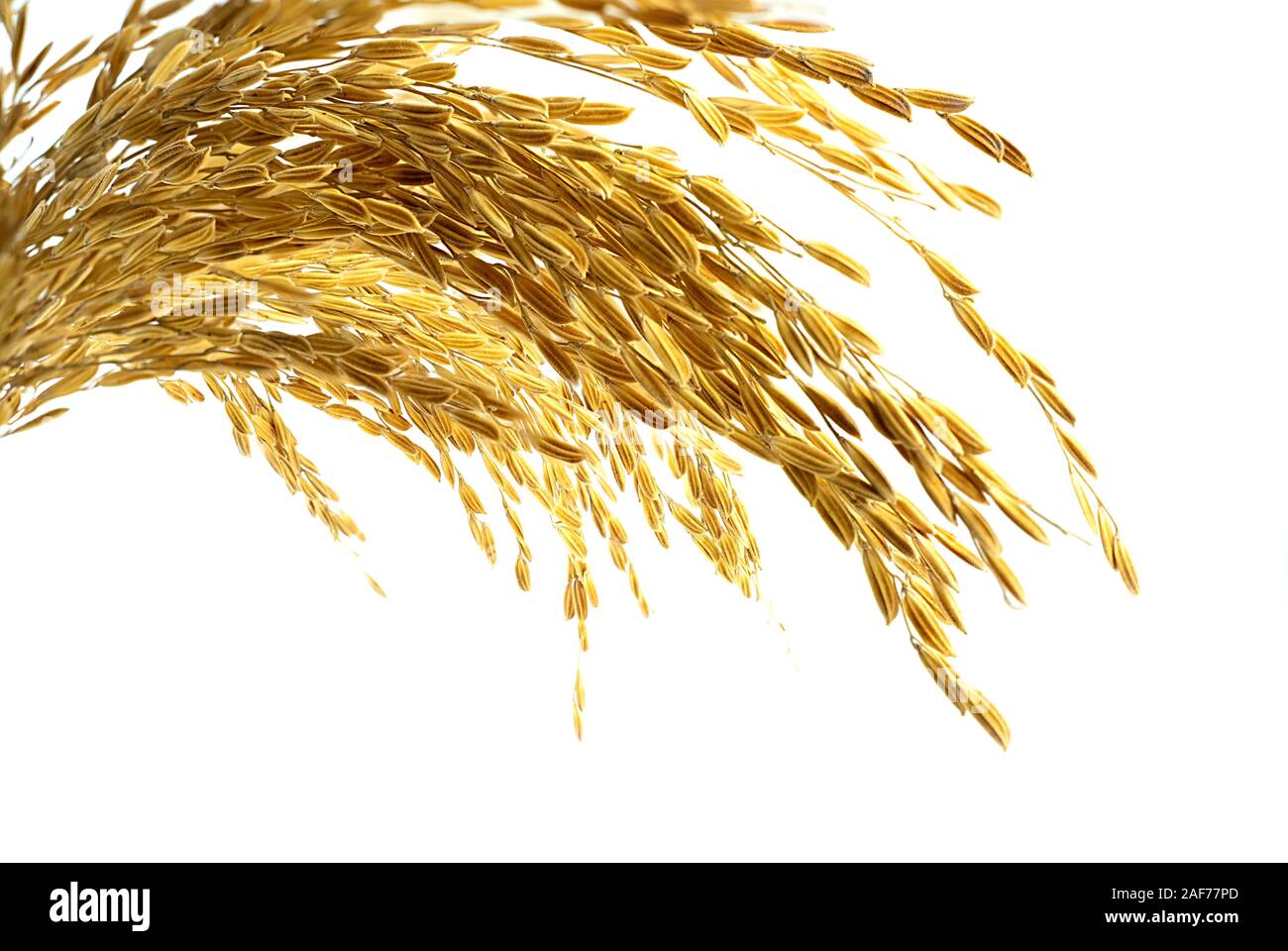 Ear of sticky paddy rice at isolated white background Stock Photo - Alamy