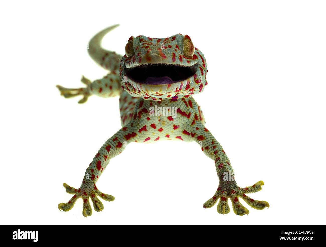 Close up smile gecko on white background Stock Photo